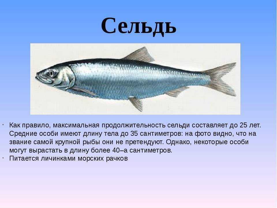 Сельдь или сардина Чем отличается от селедки Где водится Хозяйственное значение Какие страны ведут промысел Применение в кулинарии Заключение