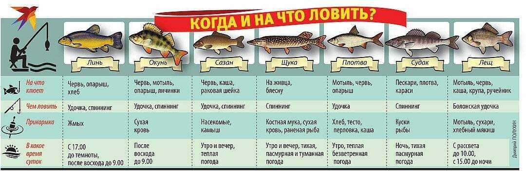 Почему рыба не клюёт и как с этим бороться? - рыбколов