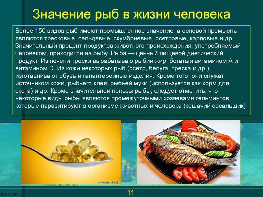 Зубатка: описание, калорийность, бжу, польза и вред для организма