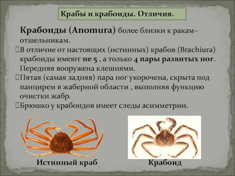 Речной рак