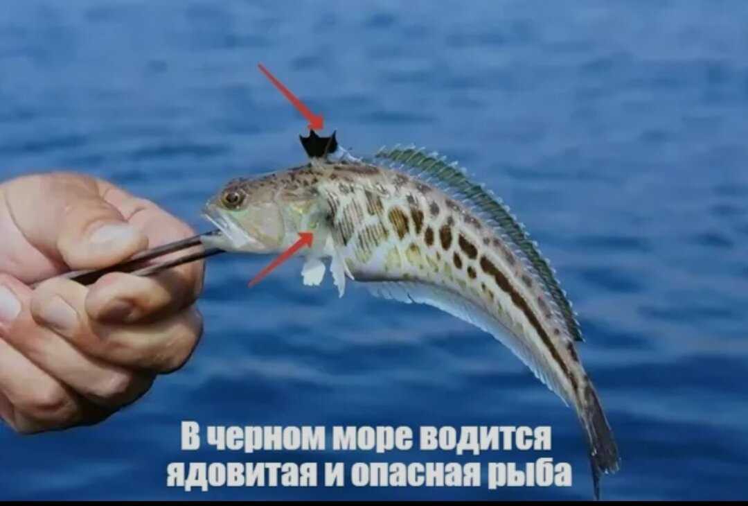 Рыбы черного моря. названия, описания и особенности рыб черного моря