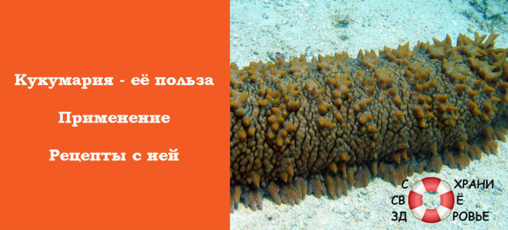 Кукумария - что это такое и как выглядит, чем полезна, как готовить, состав и калорийность