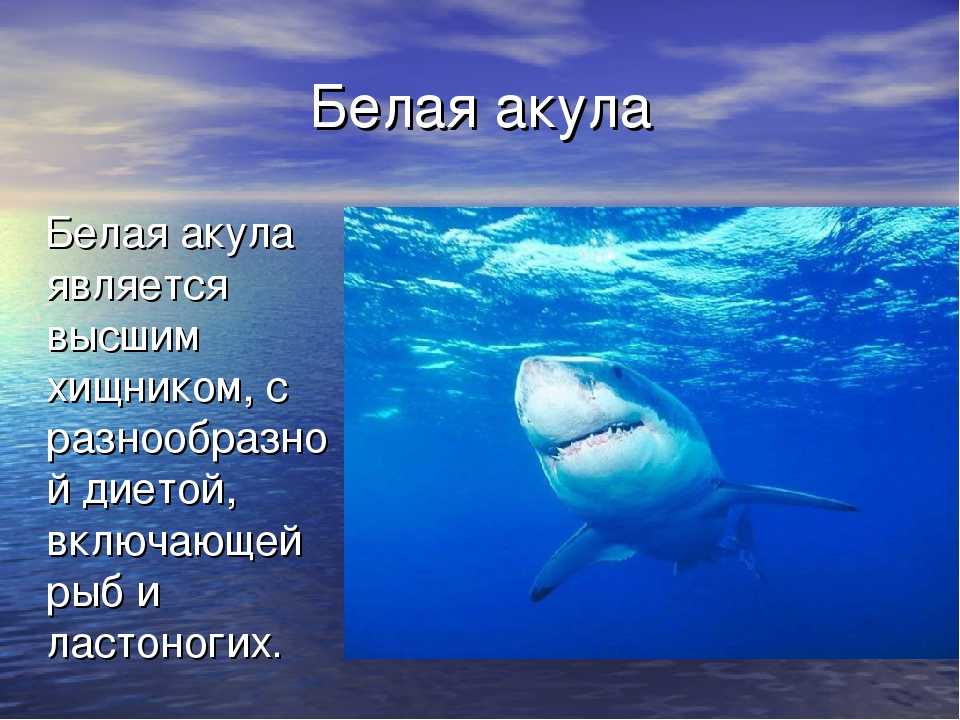Акула энциклопедия для детей