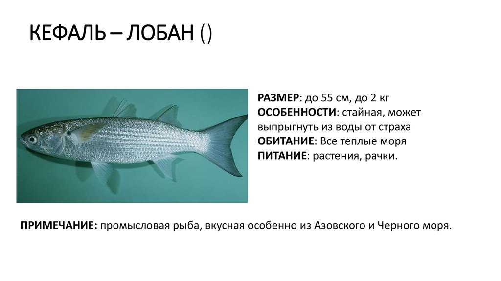 Кефаль - что за рыба, где водится, описание и фото, на что ловить