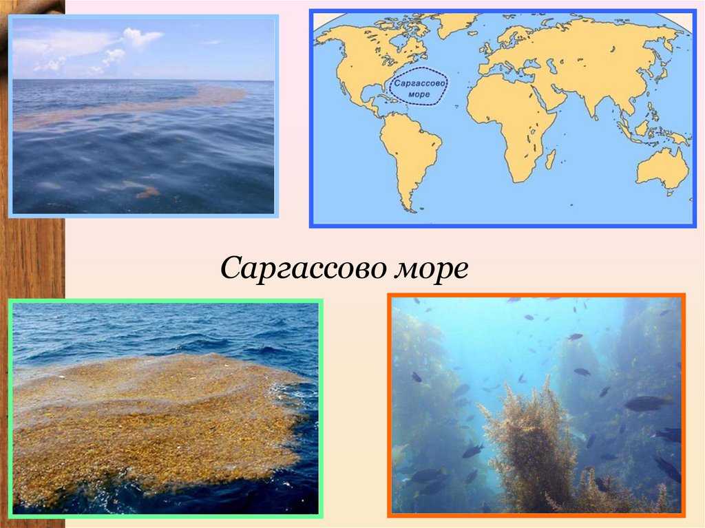 Характеристики, происхождение и курьезы саргассова моря | сетевая метеорология
