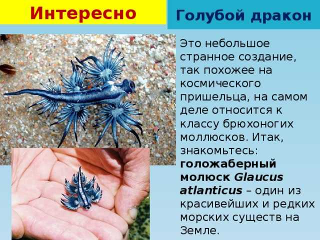 Голубой дракон | мир животных и растений