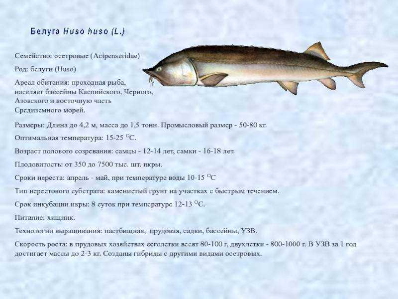 На что клюет и как ловить стерлядь: снасти для ловли стерляди своими руками - удочка, донка, способы ловли и какая наживка для рыбалки на реке