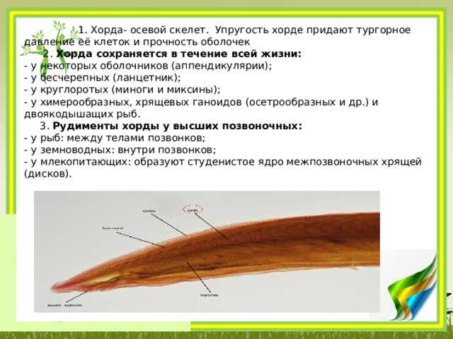 Надкласс рыбы