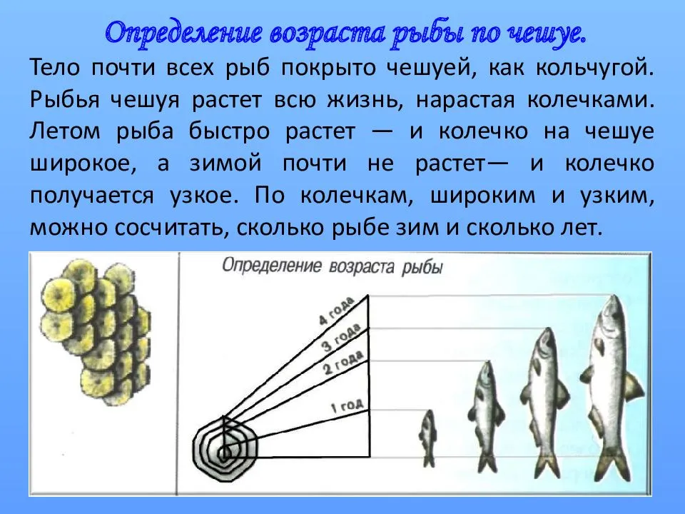 Как можно определить возраст рыбы при помощи исследования чешуи и костей