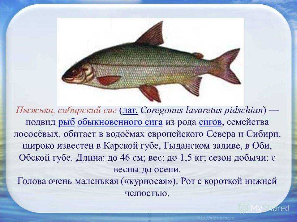 Рыба сиг: польза и вред» полезен ли?