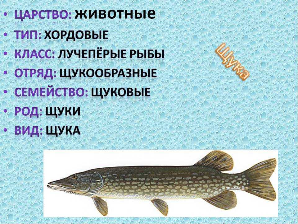 Хищные рыбы