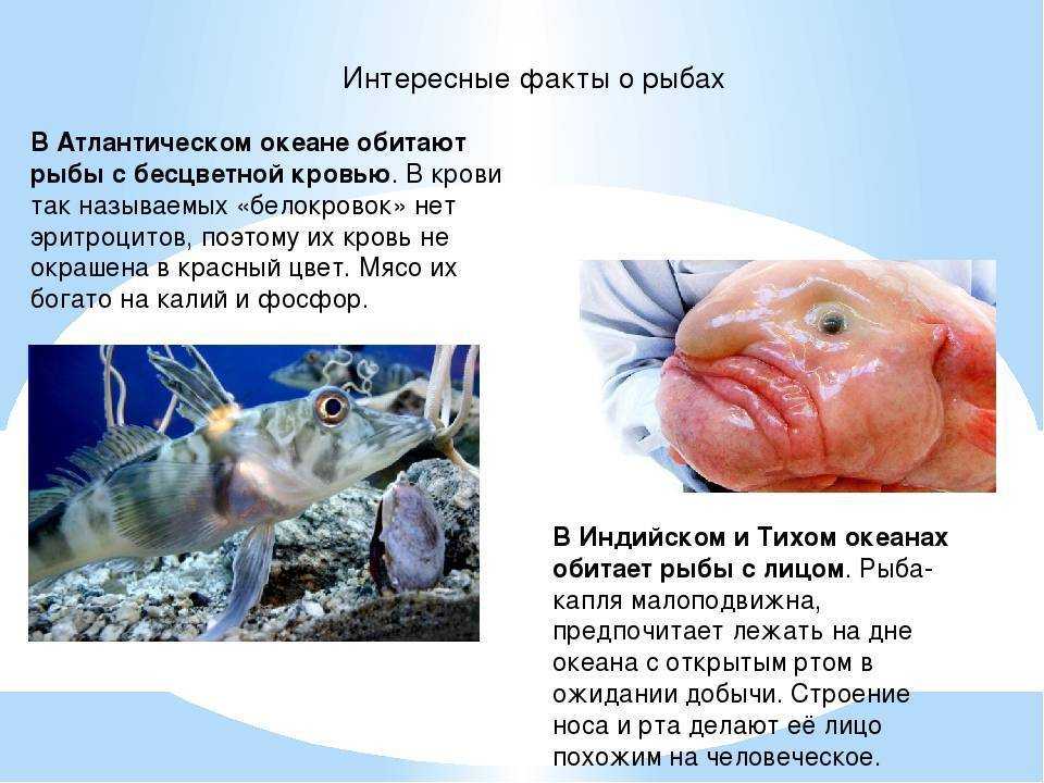Чем известна рыба жерех и за что ее любят рыболовы Самые поразительные и удивительные факты из первых уст Сове6ты по ловле от профессионалов