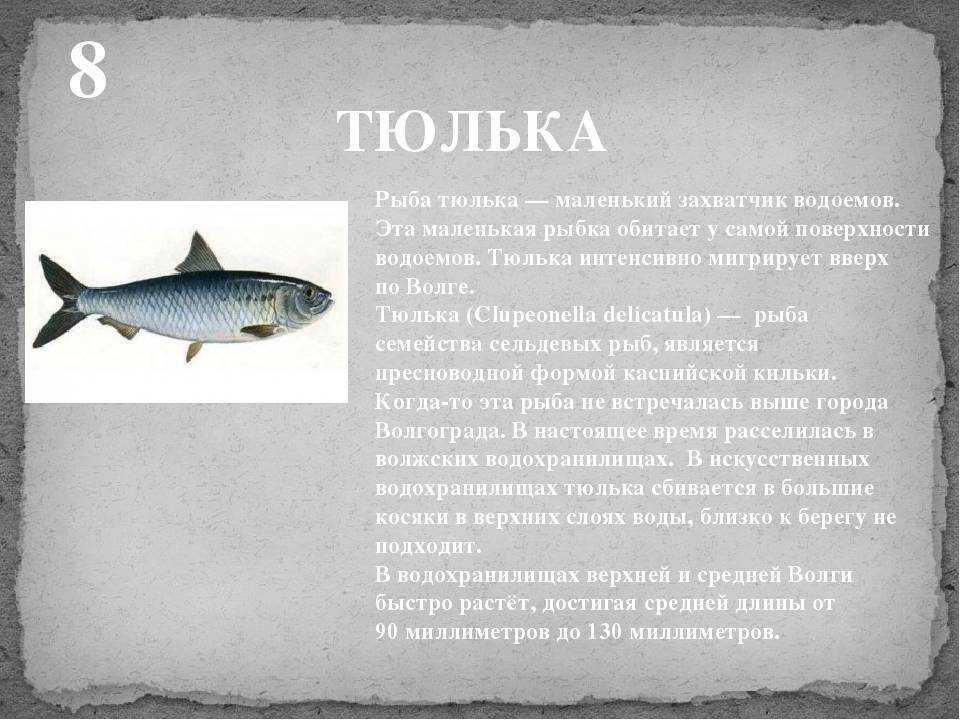 Килька