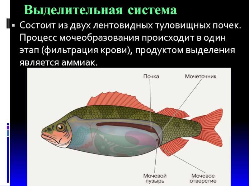 Виды окуней в россии и мире: речной, морской, черный и другие