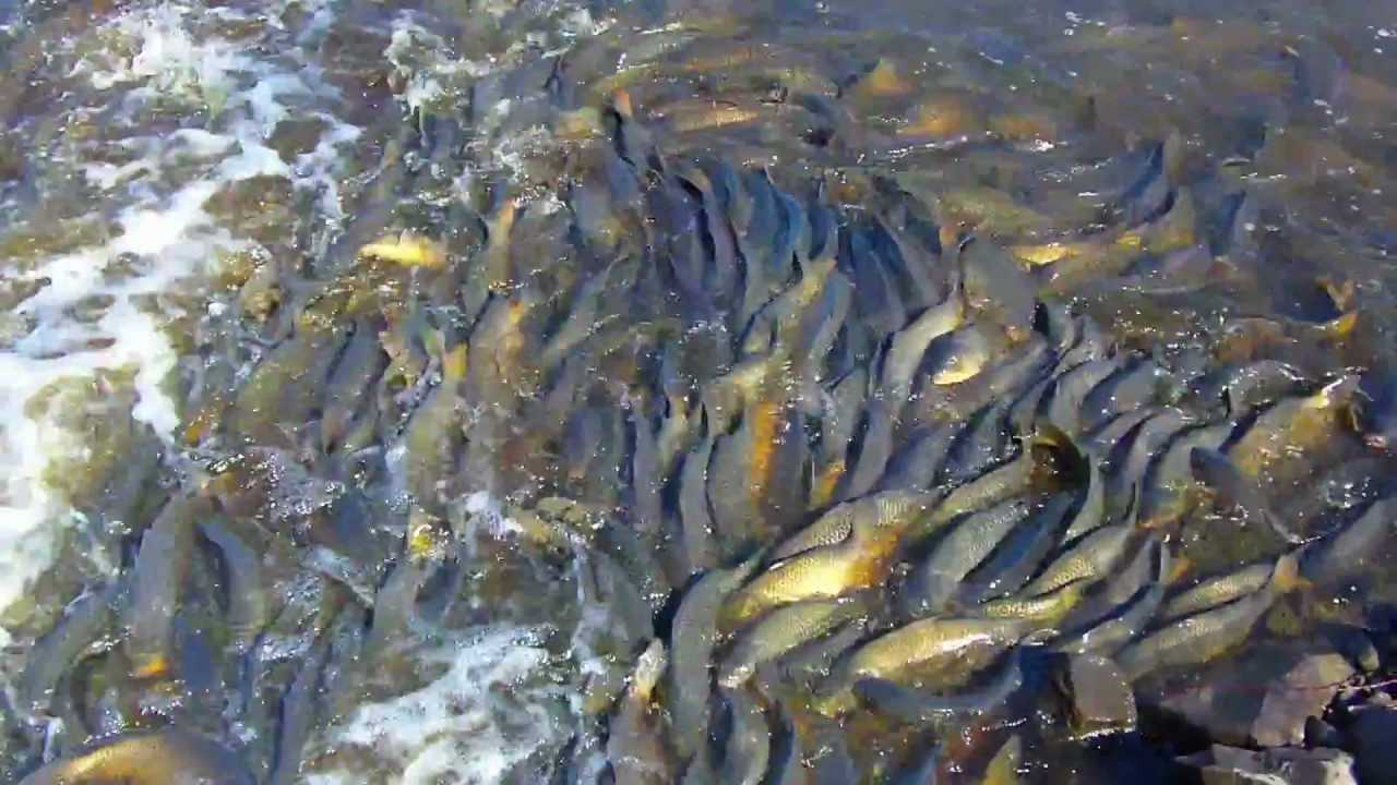 Ловля карася весной на поплавочную удочку: на что и когда начинает клевать, оснастка, прикормка и наживка для рыбалки