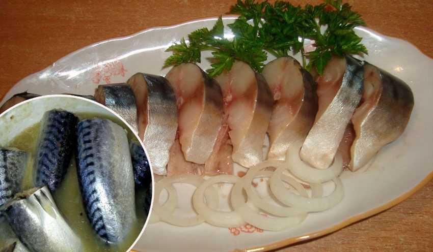 Как засолить скумбрию в домашних условиях? 8 очень вкусных рецептов скумбрии с несравненным вкусом