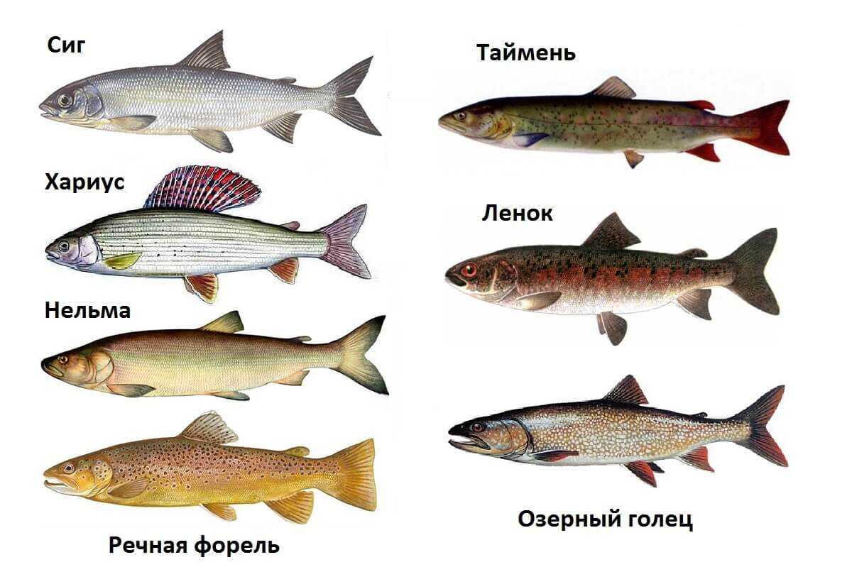 Рецепты приготовления рыбы голец, как вкусно приготовить в духовке