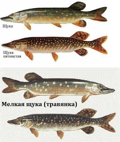 Щука