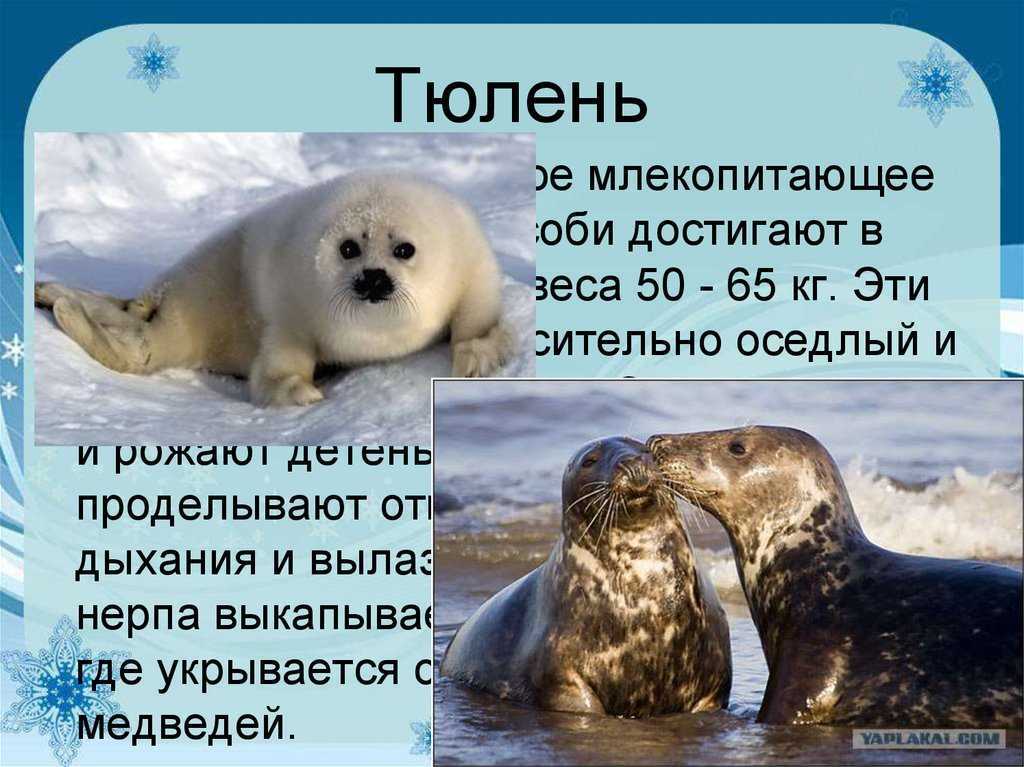 Интересные факты о тюленях