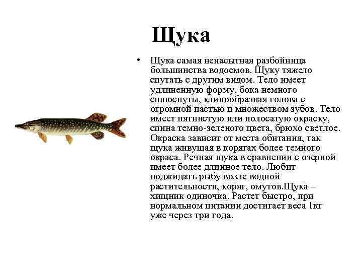 Корюшка: описание, виды, особенности ловли и полезные свойства.