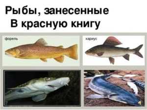 Рыбы красной книги россии