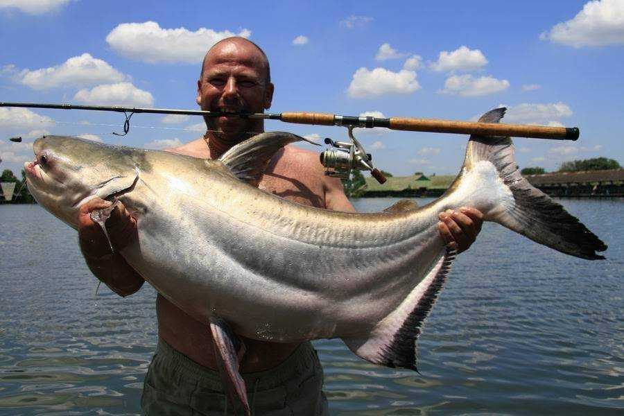 Морской язык и другие названия рыбы европейская солея