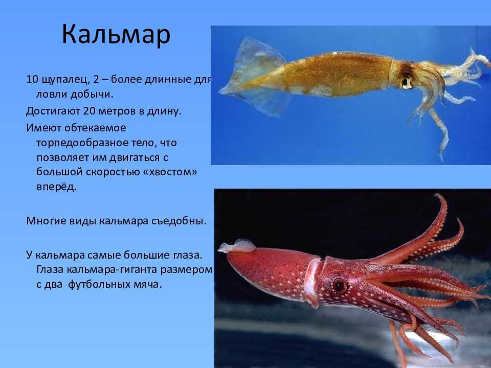 Все об осьминогах