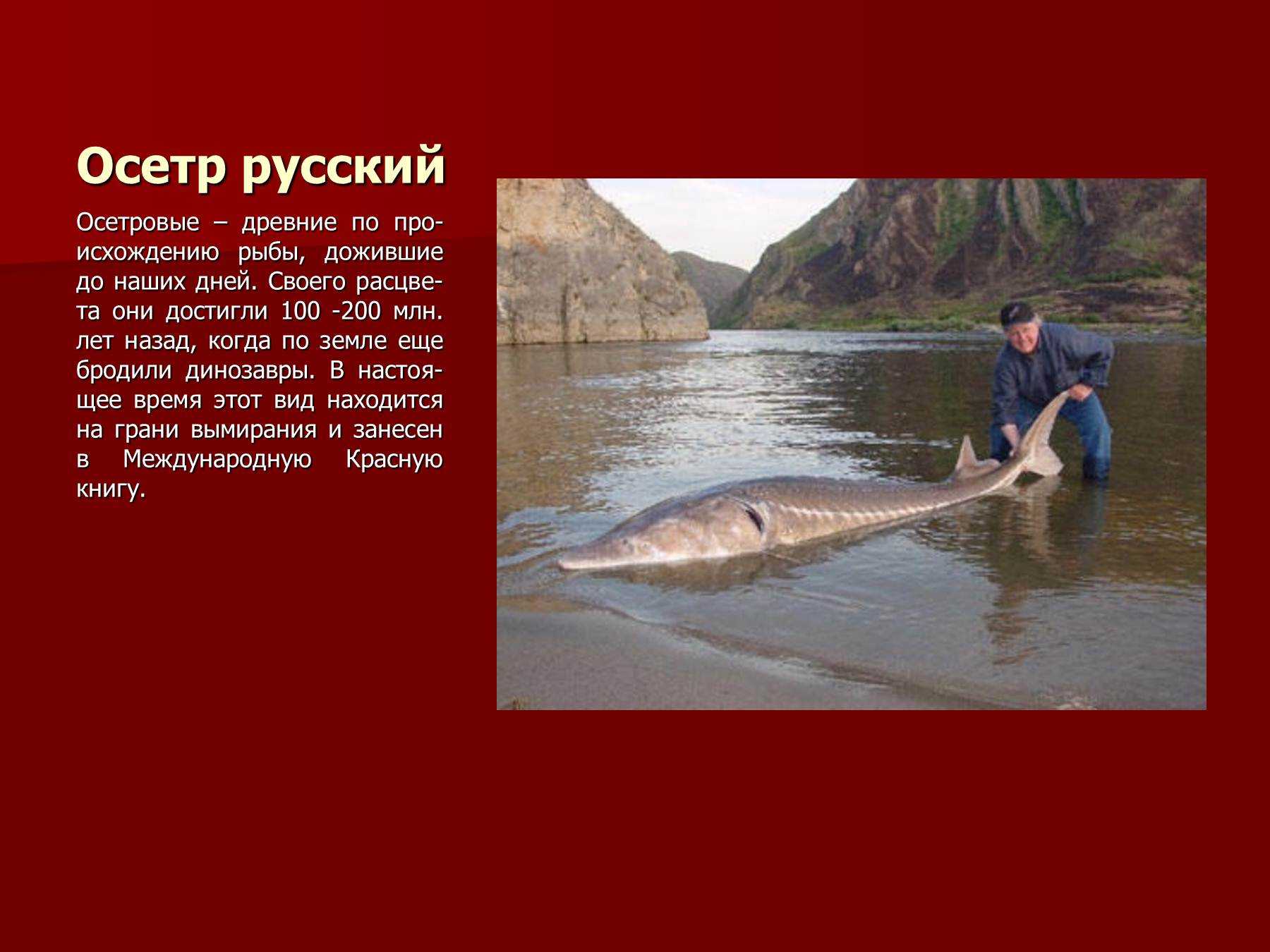 Рыбы красной книги россии 🔥 названия, фото, описание