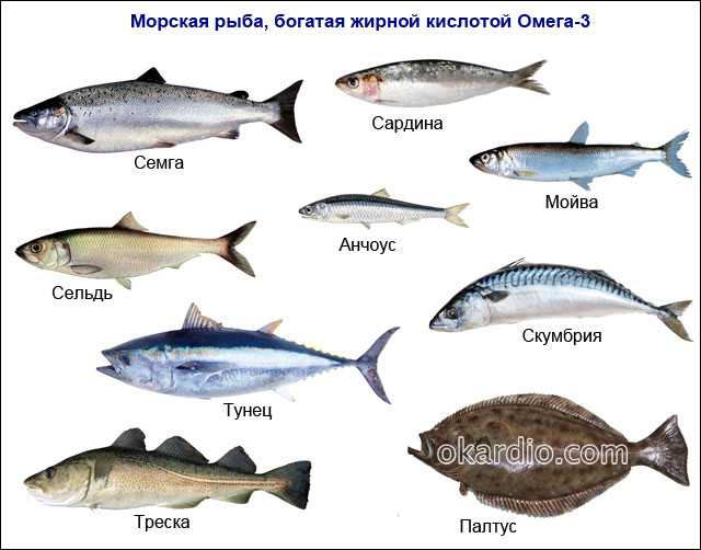 Обучающие забавные факты о морских животных для детей + игрушки по ним
