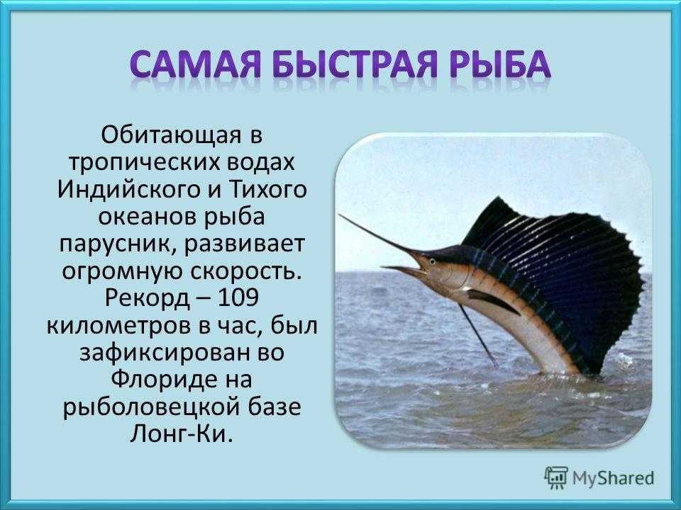 Рыба марлин