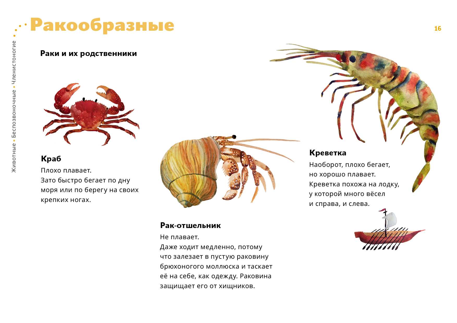 Ракообразные – представители класса, общая характеристика, системы органов (биология, 7 класс)