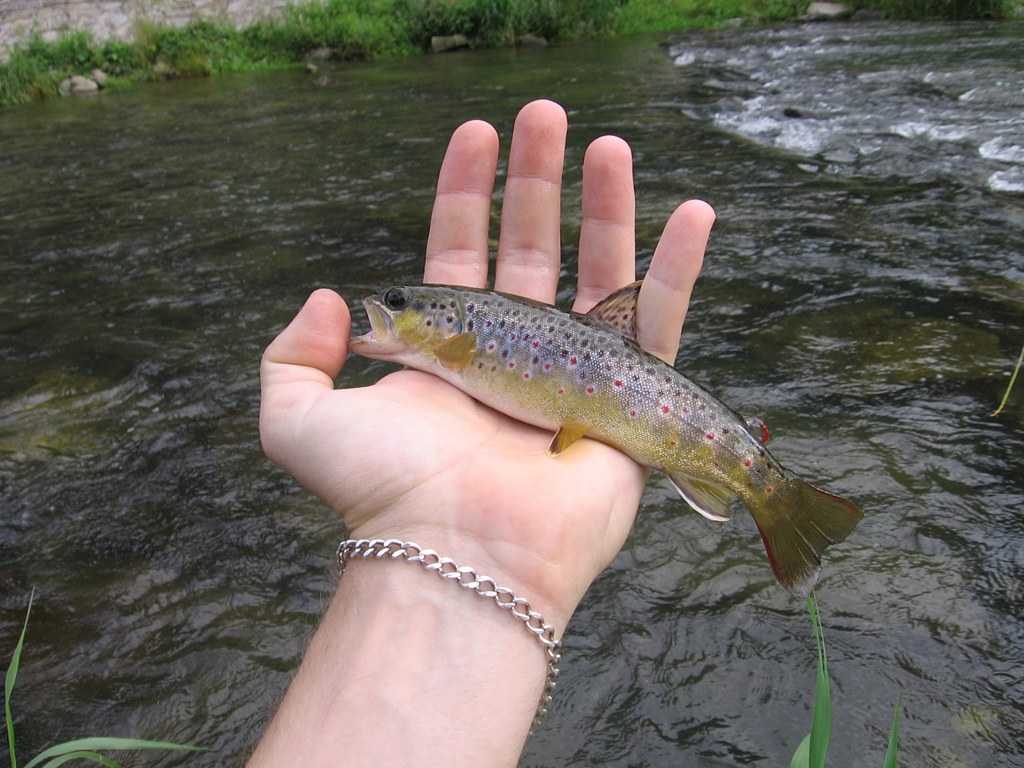 Как разводить Чем кормить Пруд для форели Виды прудовой форели Радужная Ручьевая Выбор места выращивания