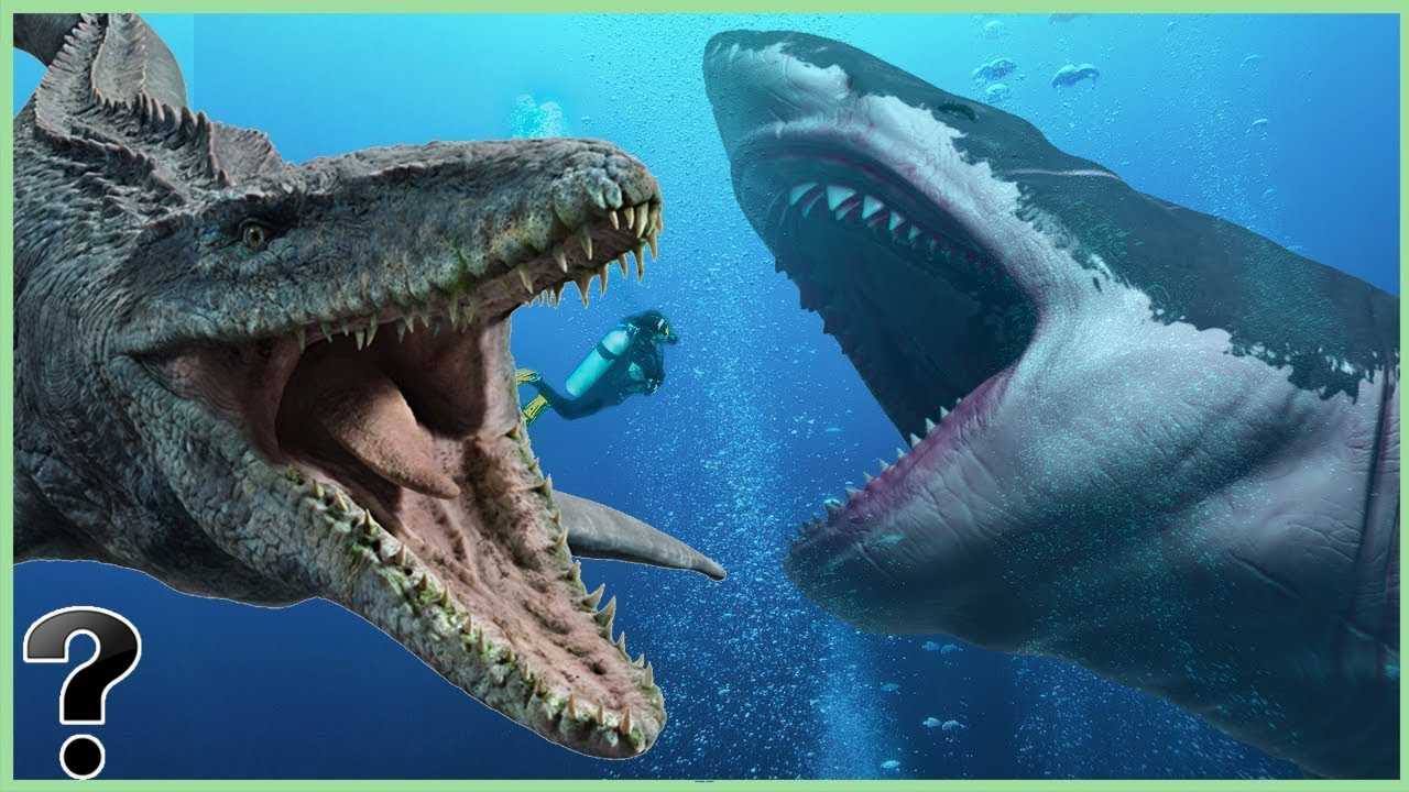 Мегалодон (лат. carcharodon megalodon)