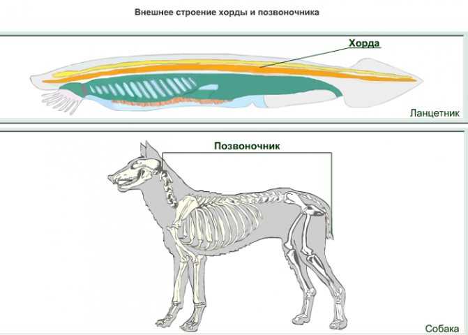 Урок 11: тип хордовые - 100urokov.ru