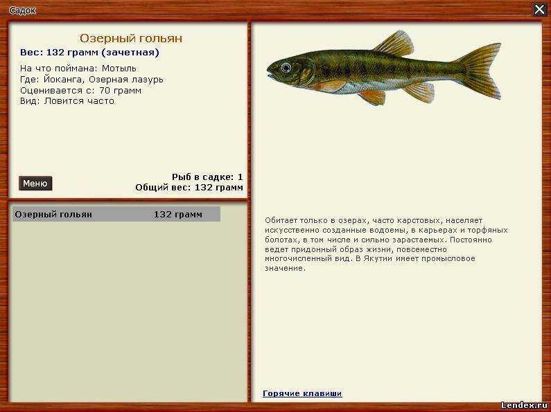 Рыба гольян