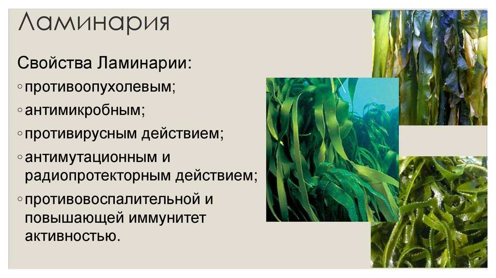 Лечебные свойства, польза и вред морской капусты (водоросли ламинария)