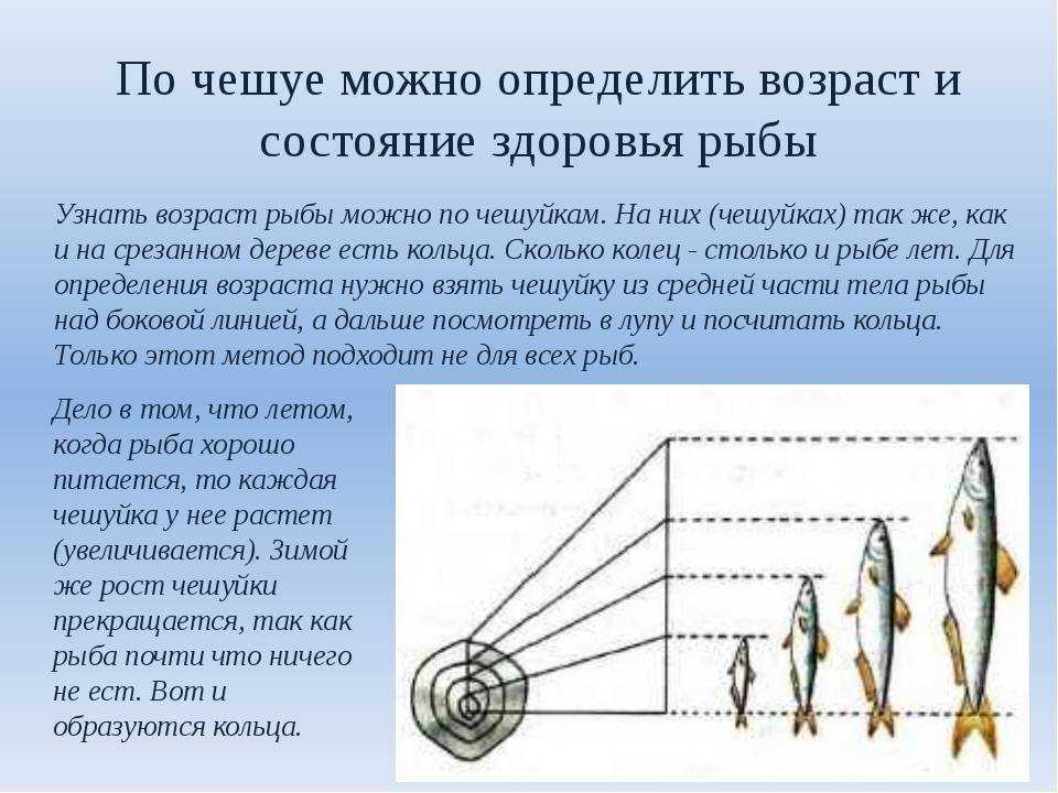 Как определить возраст рыбы: по чешуе и по костям