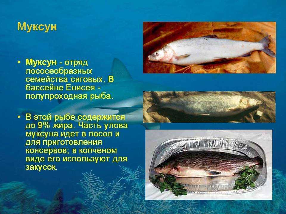 Белорыбица - что за рыба, где водится, описание, фото, польза
