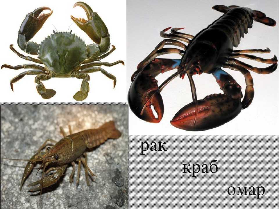 Самые необычные ракообразные в мире