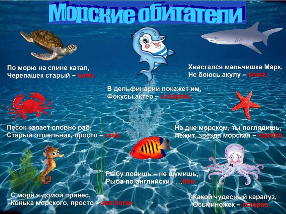 Факты о акулах. 10 удивительных фактов об акулах. | интересные факты