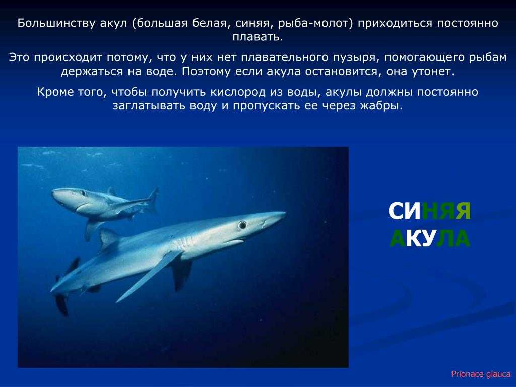 Как выжить при встрече с акулой - живучий.рф