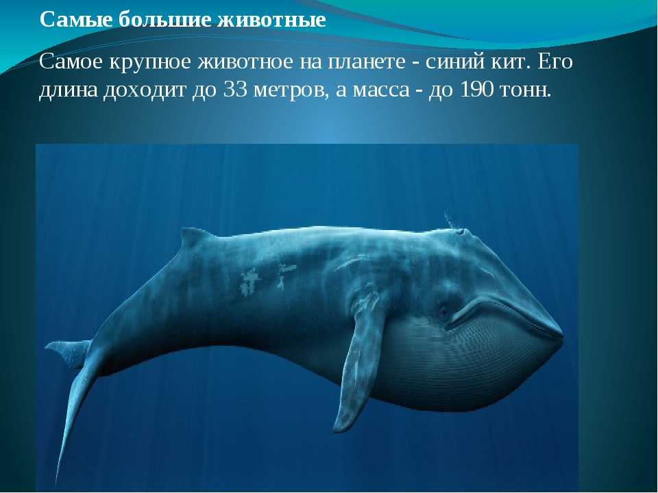 Клюворылы – китообразные из красной книги
