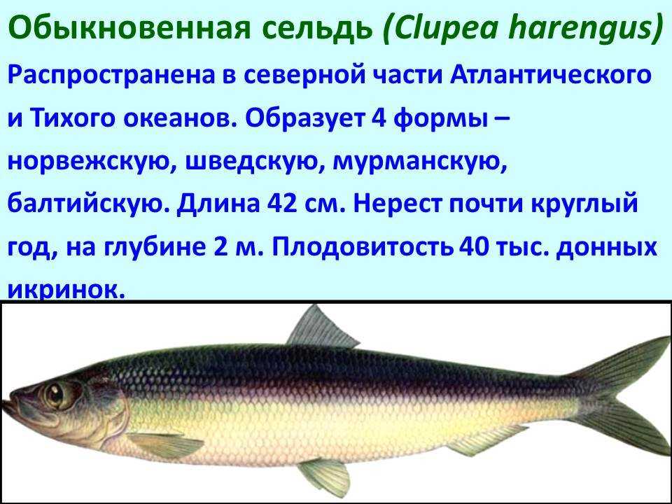Сельдь – состав и калорийность, польза, вред и противопоказания
