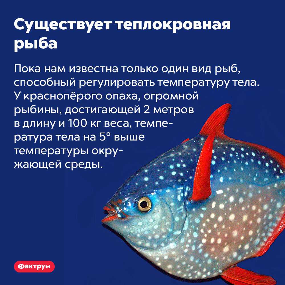45 интересных фактов о рыбах