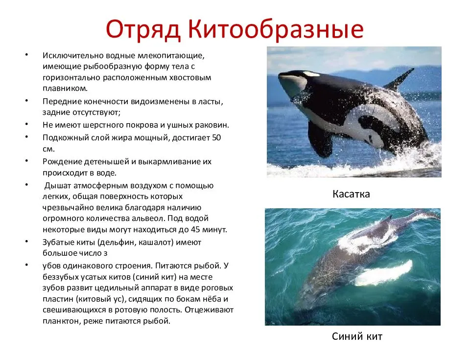 Кашалот и кит: разница - описание, фото