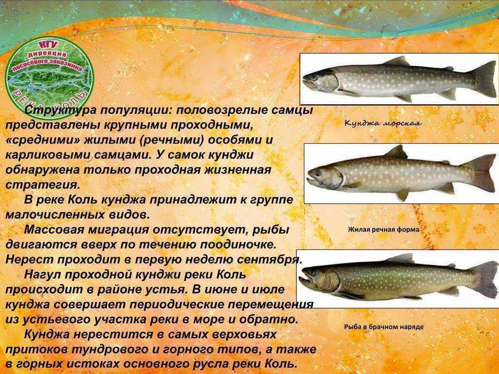 Рыба кунджа: описание, где обитает