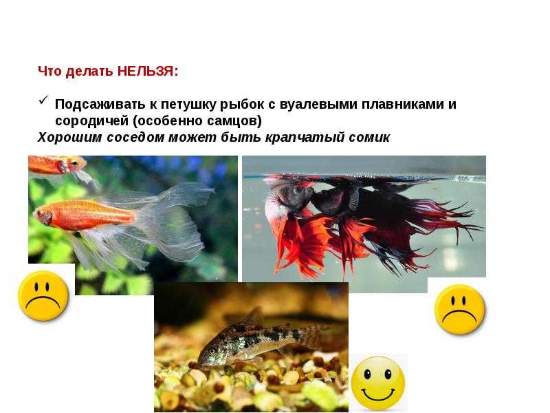 Аквариумные рыбки петушки: содержание, совместимость, фото
