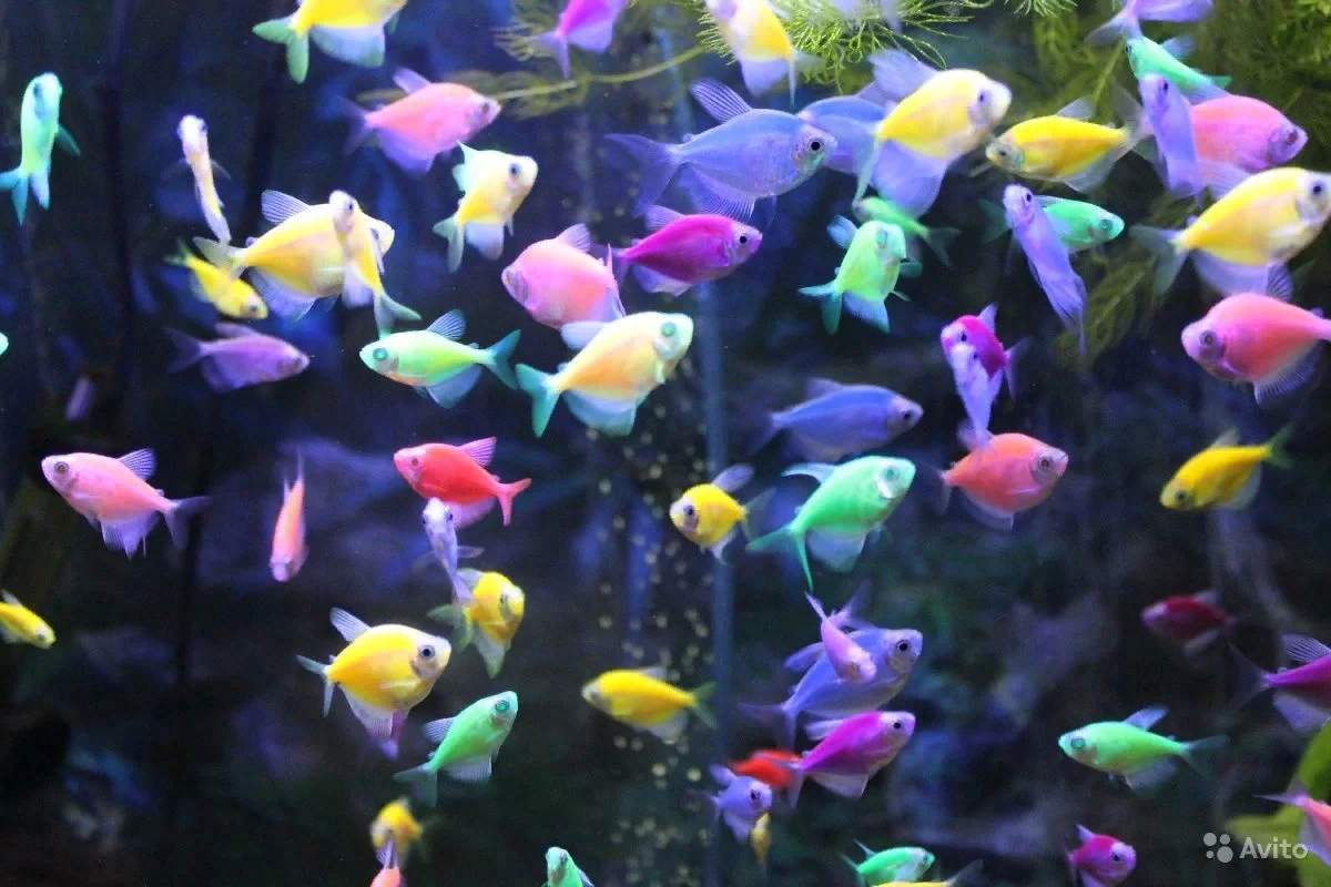 Данио глофиш: размножение, содержание и уход за флуоресцентными рерио, фото glofish