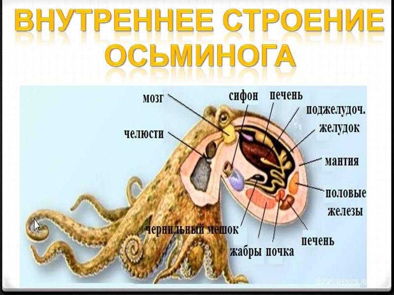 Интересные факты об осьминогах