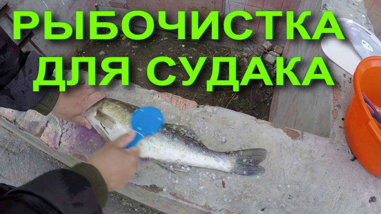Как можно быстро почистить судака дома и на природе?